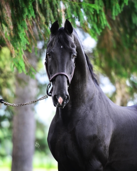 Dutch Harness Stallion - Majesteit